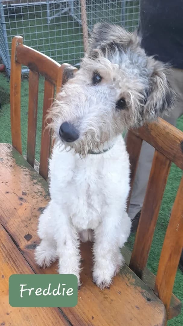 Freddie, male mixed breed for adoption at Fox Terrier Rescue UK, Southburgh