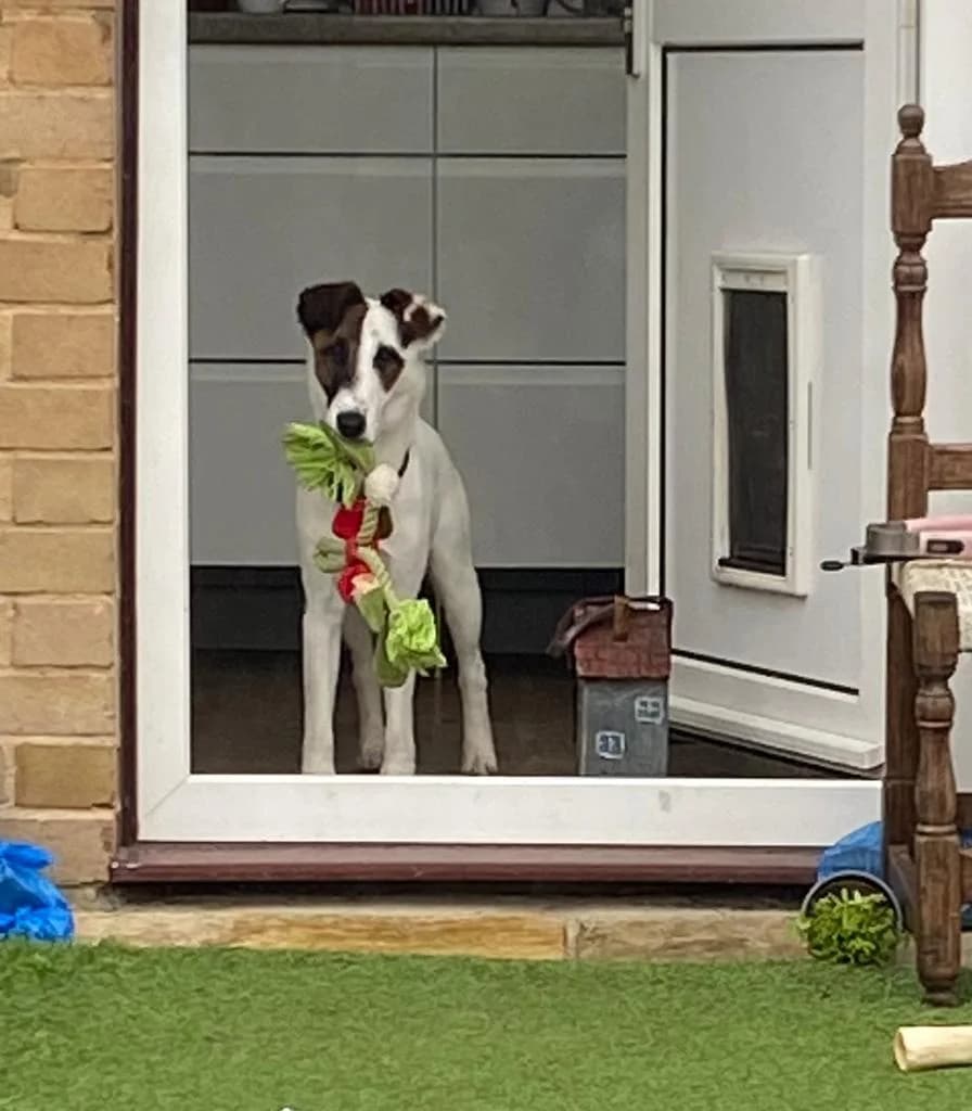 Antonio, male 3yo mixed breed for adoption at Fox Terrier Rescue UK, Southburgh