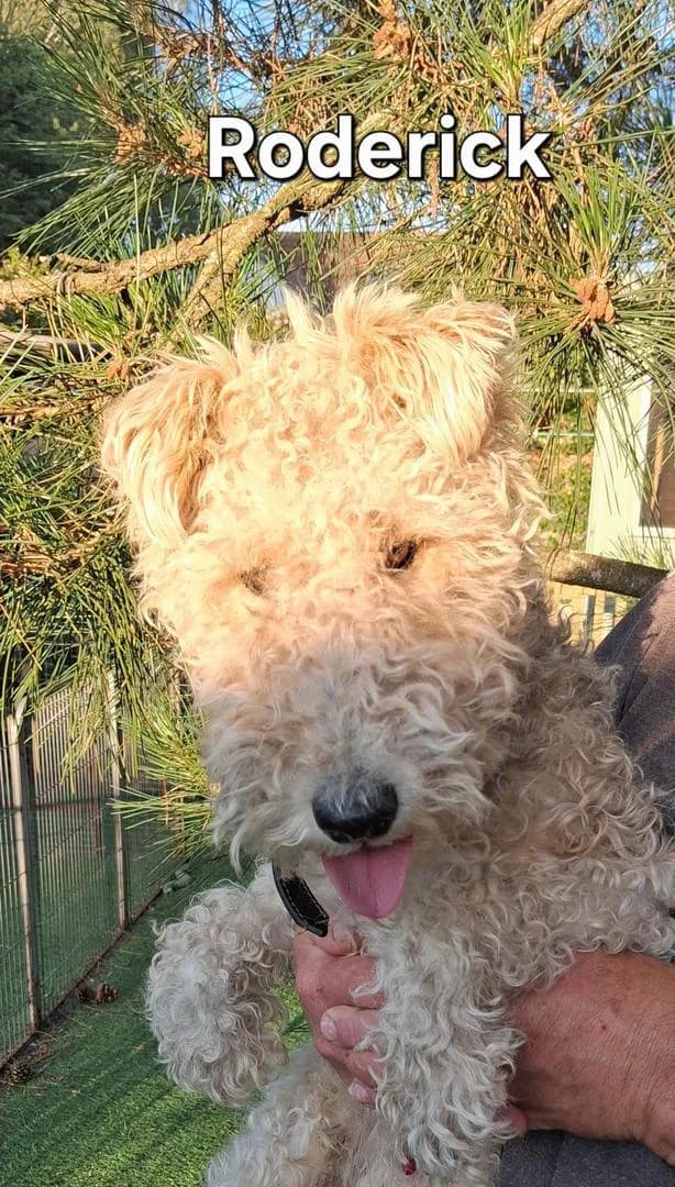Roderick,  (Fox Terrier Rescue UK)