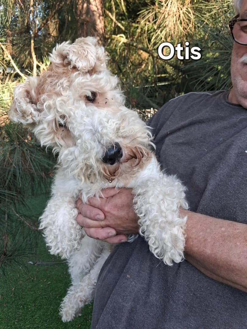 Otis, male 3yo mixed breed for adoption at Fox Terrier Rescue UK, Southburgh