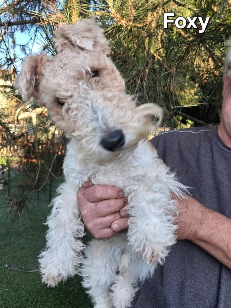 Foxy, male mixed breed for adoption at Fox Terrier Rescue UK, Southburgh