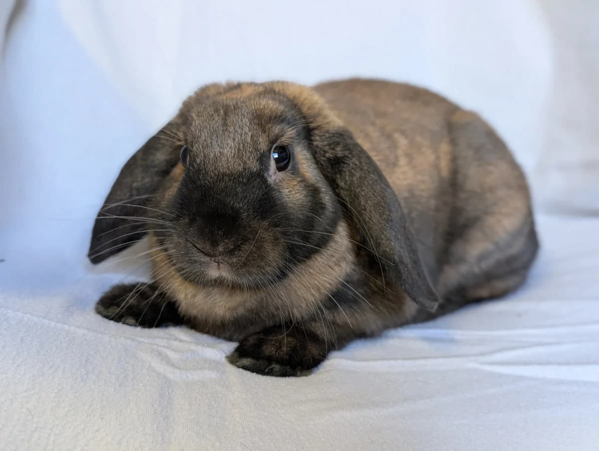 Agatha, female young Mixed Breed for adoption at Freshfields Animal Rescue, Liverpool