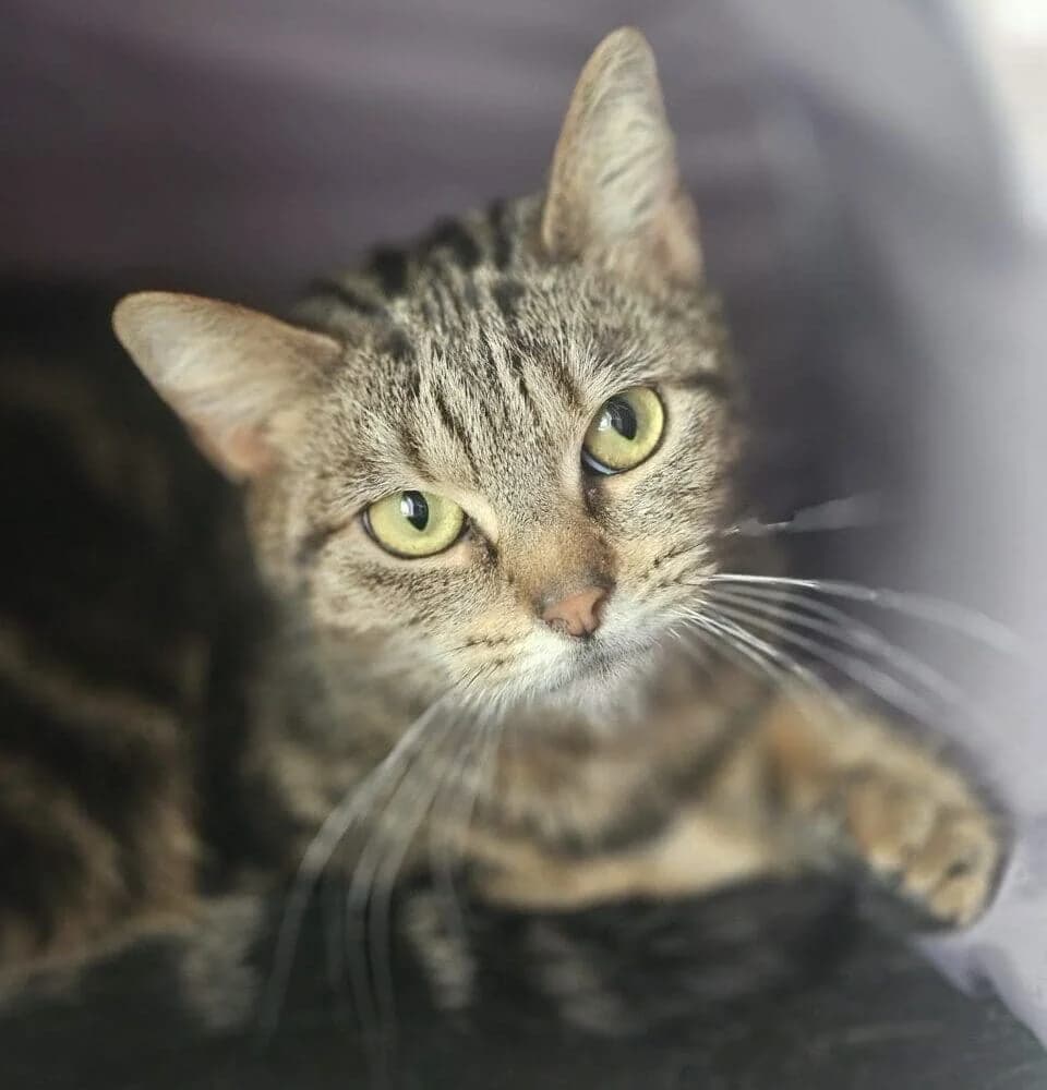 Bambino, female Mixed Breed for adoption at Liverpool