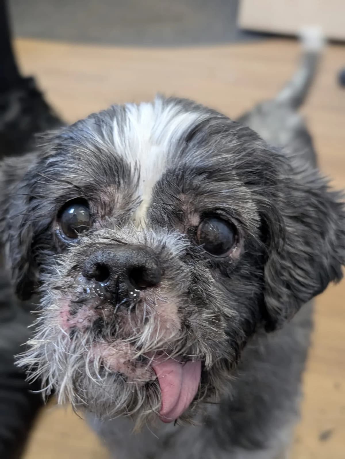 Bay, male senior Mixed Breed for adoption at Freshfields Animal Rescue, Liverpool