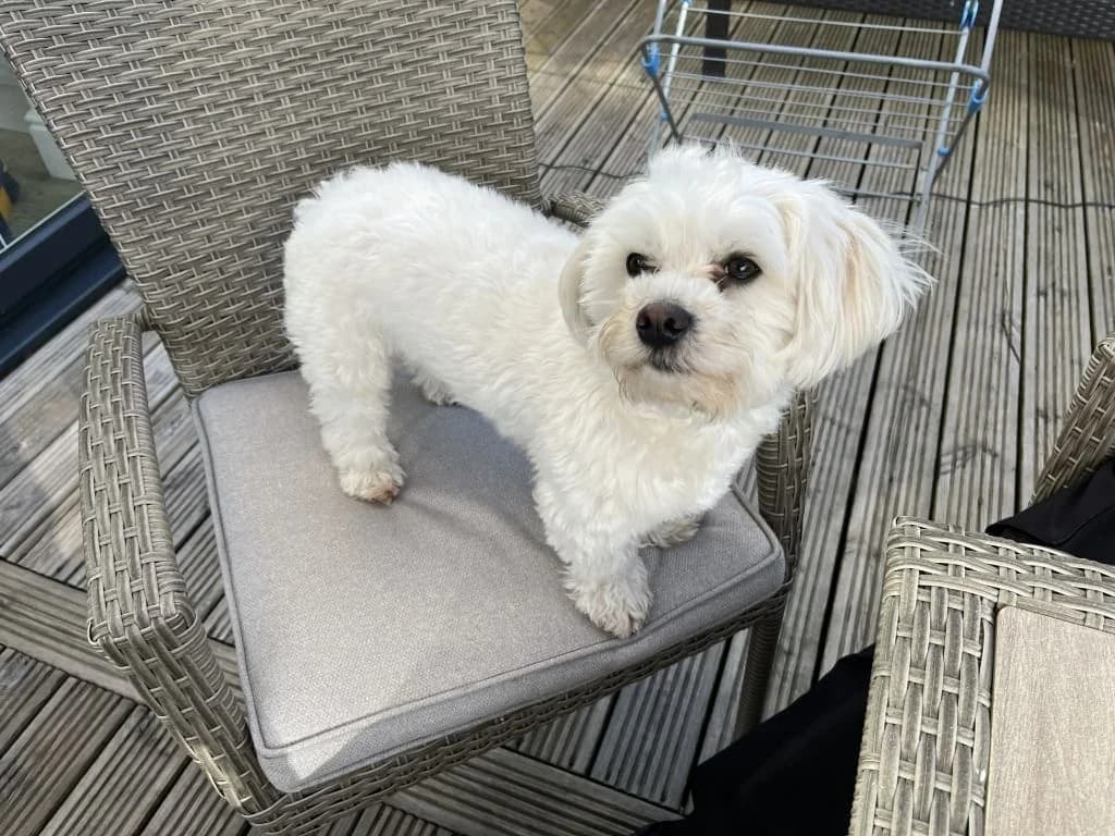Benji, male young Mixed Breed for adoption at Freshfields Animal Rescue, Liverpool
