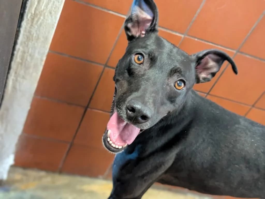 Bentley, male 6yo Mixed Breed for adoption at Freshfields Animal Rescue, Liverpool