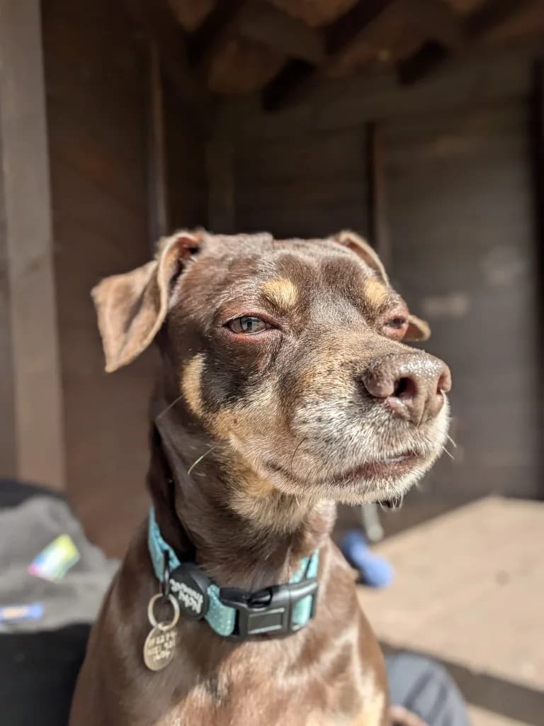 Brandon, male 7yo Mixed Breed for adoption at Freshfields Animal Rescue, Liverpool