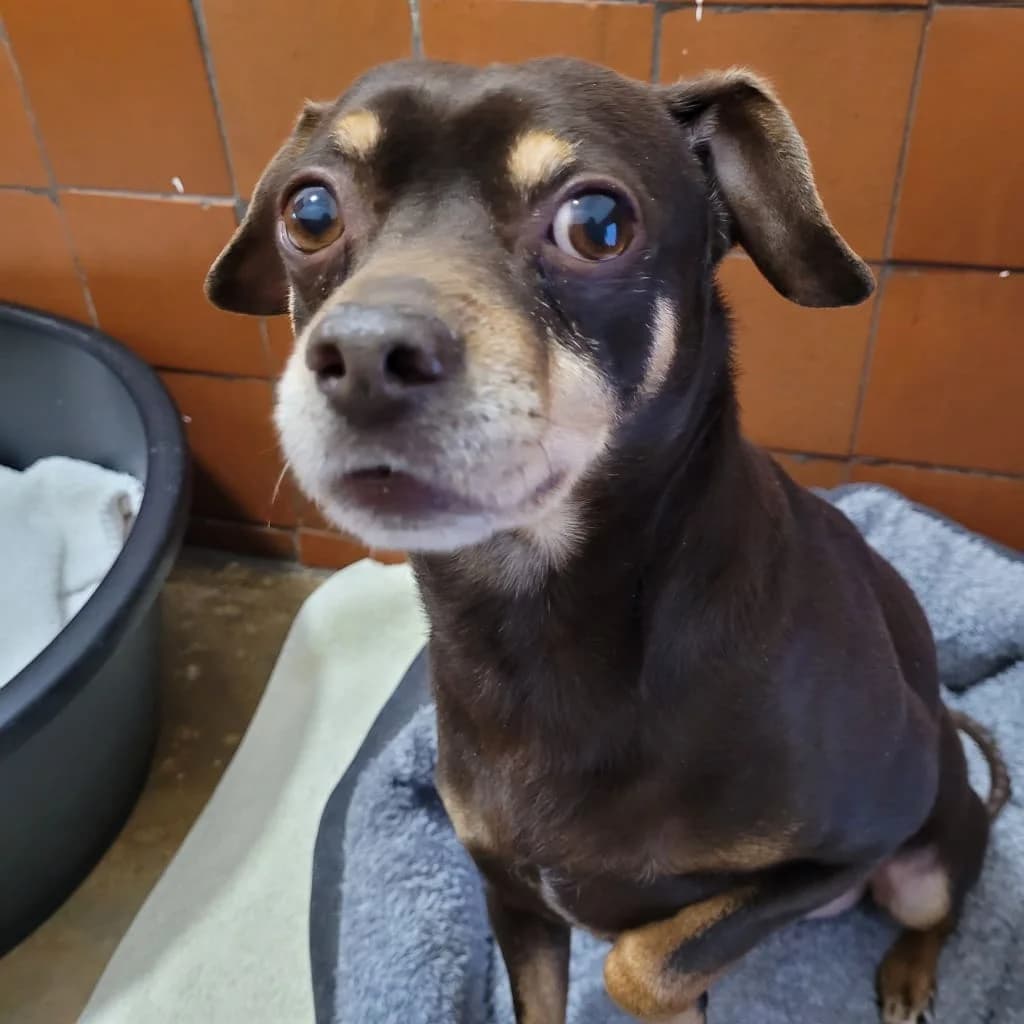 Brandon, male Mixed Breed for adoption at Freshfields Animal Rescue, Liverpool — photo 2 of 7