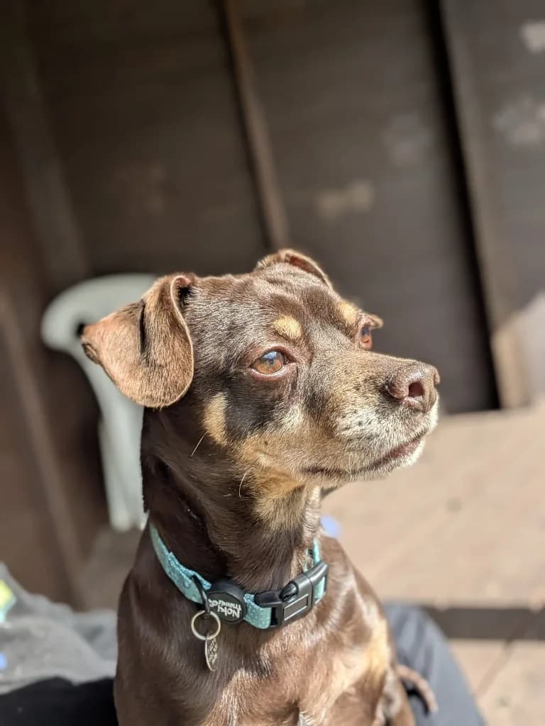 Brandon, male Mixed Breed for adoption at Freshfields Animal Rescue, Liverpool — photo 3 of 7