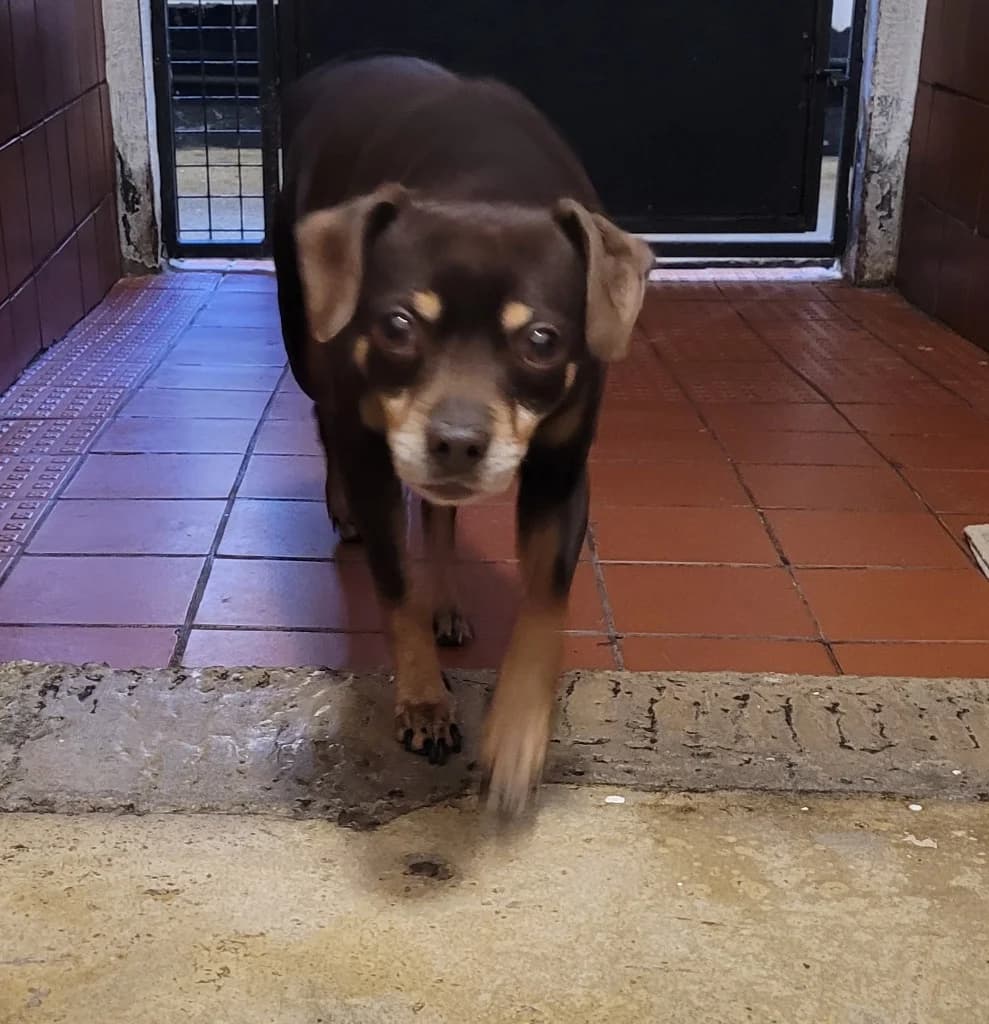 Brandon, male Mixed Breed for adoption at Freshfields Animal Rescue, Liverpool — photo 4 of 7