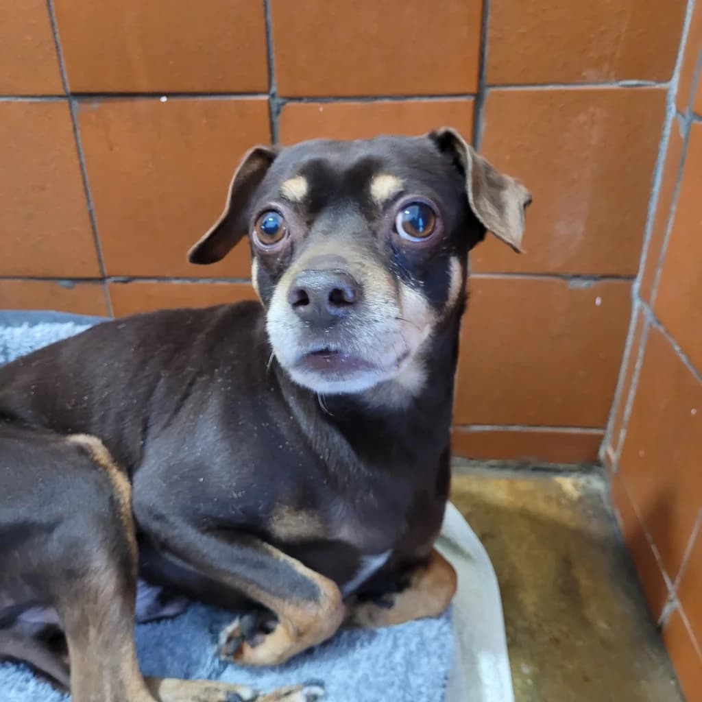 Brandon, male Mixed Breed for adoption at Freshfields Animal Rescue, Liverpool — photo 5 of 7