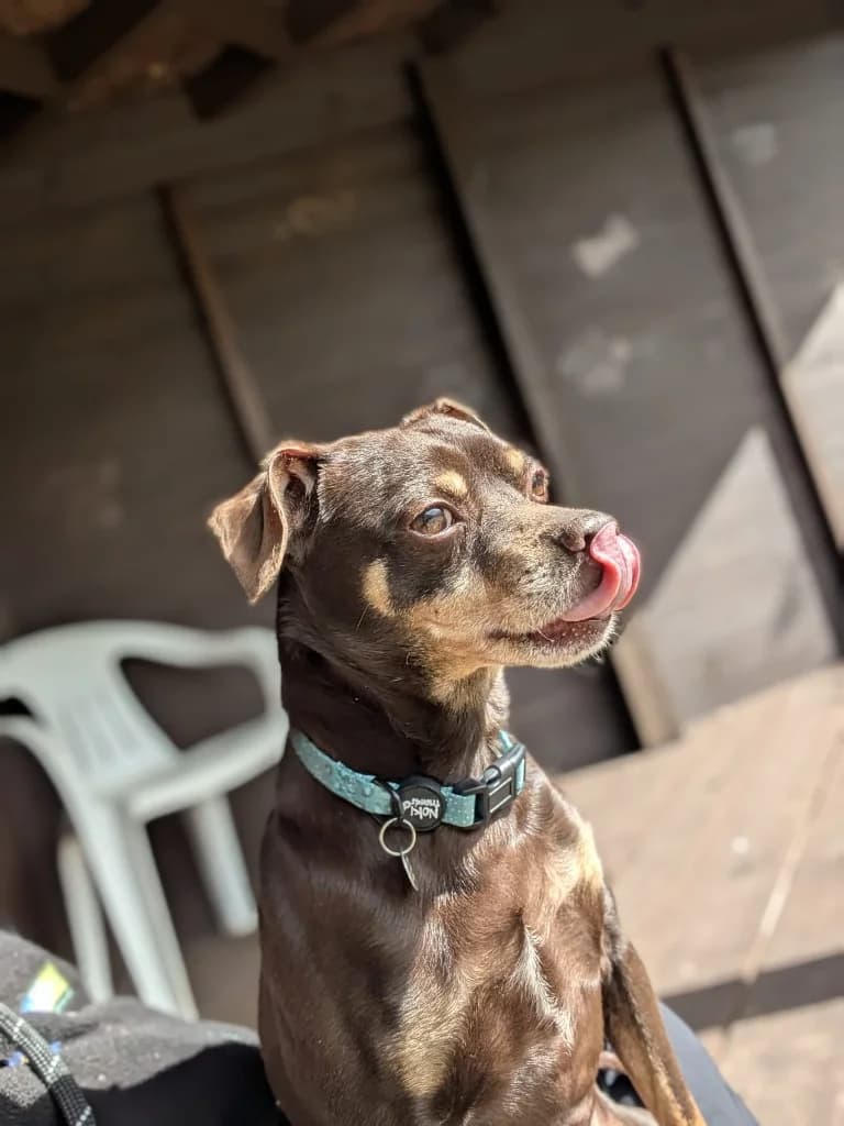 Brandon, male Mixed Breed for adoption at Freshfields Animal Rescue, Liverpool — photo 6 of 7