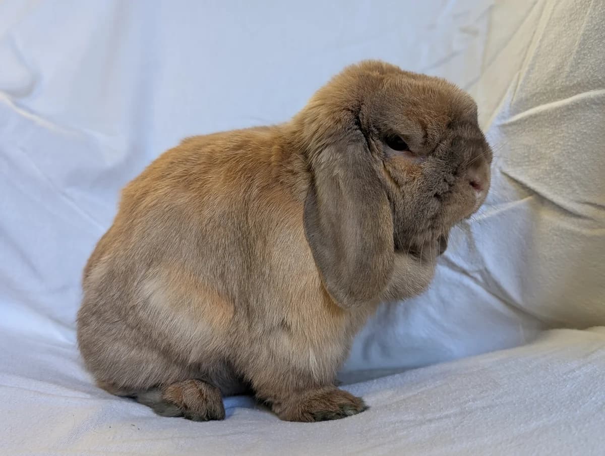 Brimsley, male young Mixed Breed for adoption at Freshfields Animal Rescue, Liverpool
