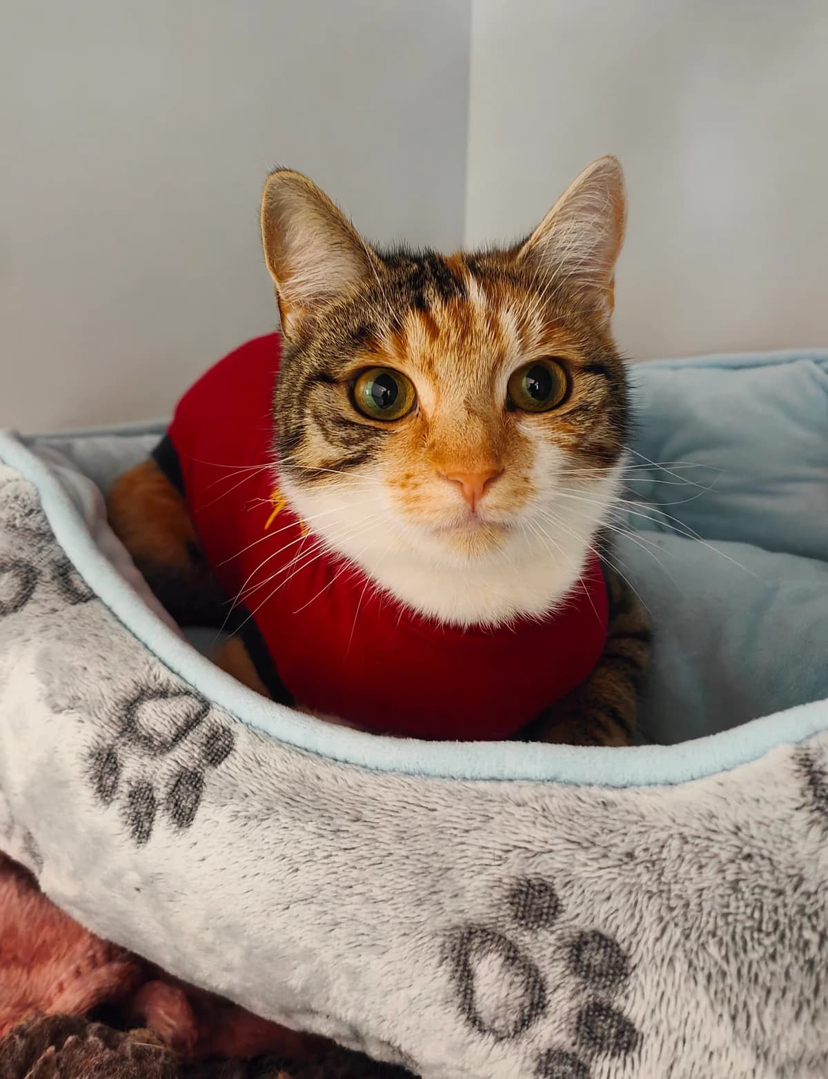 Clementine, female young Mixed Breed for adoption at Freshfields Animal Rescue, Liverpool