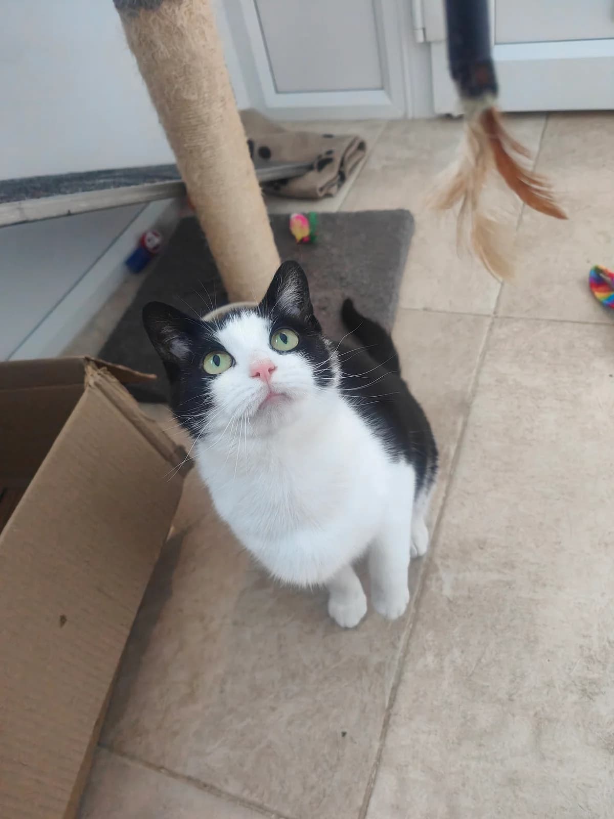 Cleo, female young Mixed Breed for adoption at Freshfields Animal Rescue, Liverpool