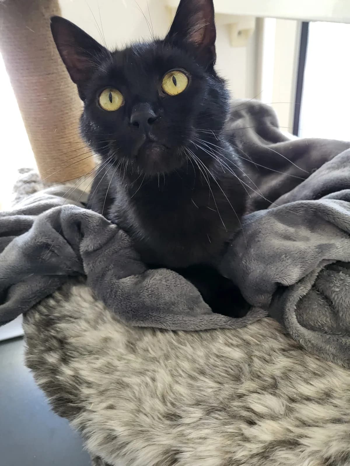 Cleo, female young Mixed Breed for adoption at Freshfields Animal Rescue, Liverpool