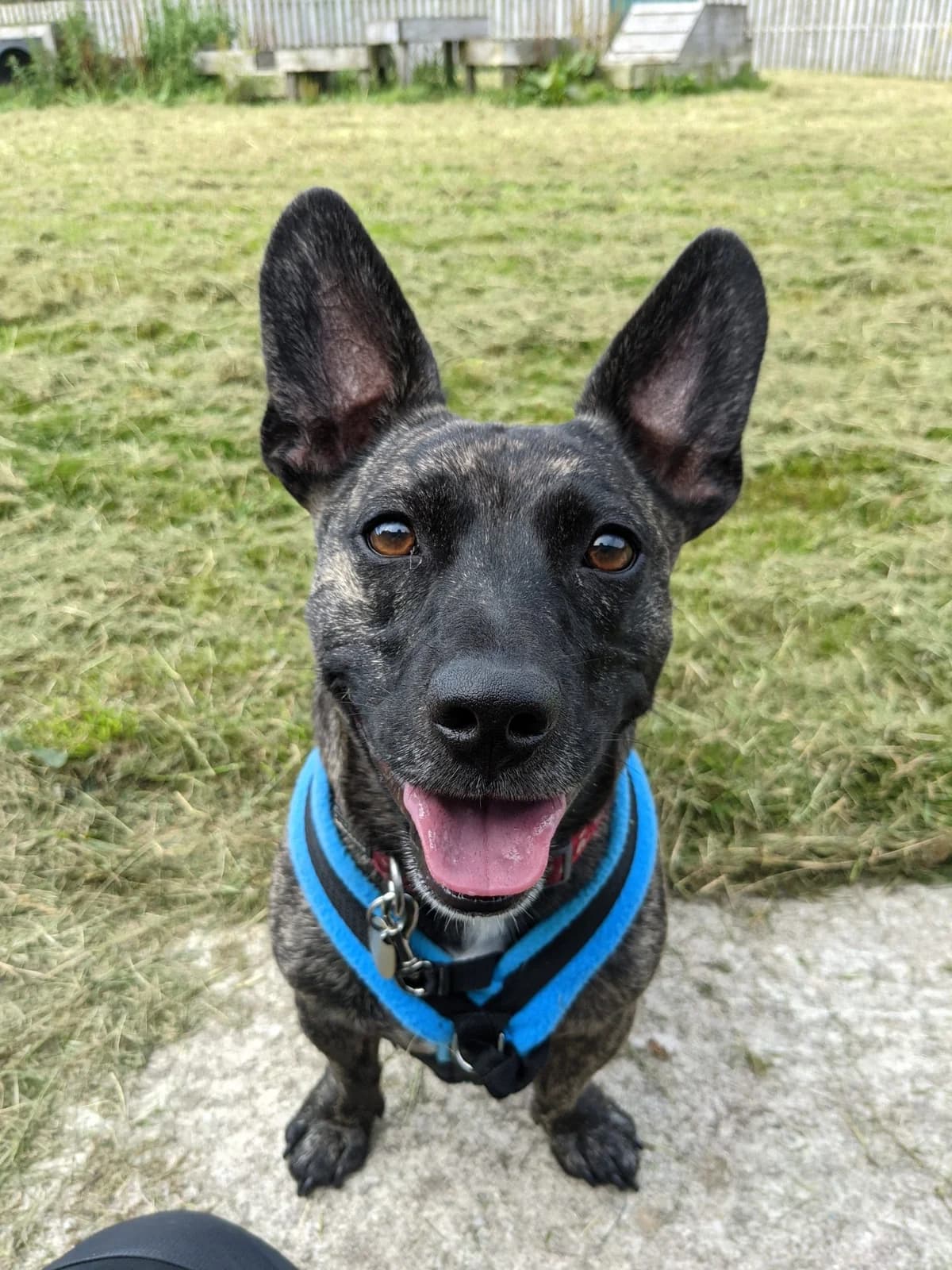 Dexter, male 7yo Mixed Breed for adoption at Freshfields Animal Rescue, Liverpool