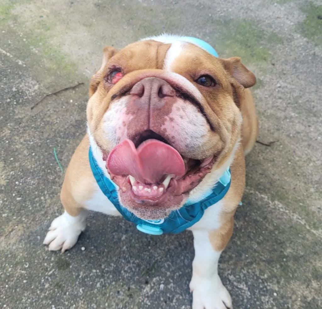 Dior, female 5yo English Bulldog for adoption at Freshfields Animal Rescue, Liverpool