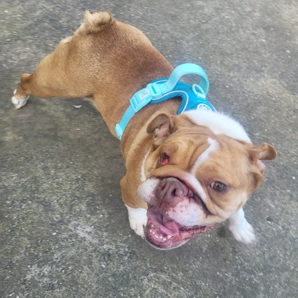 Dior, female Mixed Breed for adoption at Freshfields Animal Rescue, Liverpool — photo 2 of 5