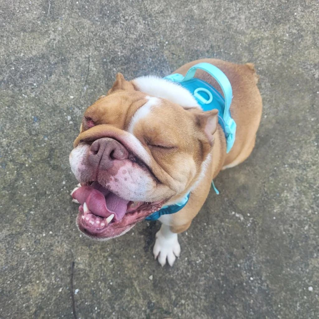 Dior, female Mixed Breed for adoption at Freshfields Animal Rescue, Liverpool — photo 3 of 5