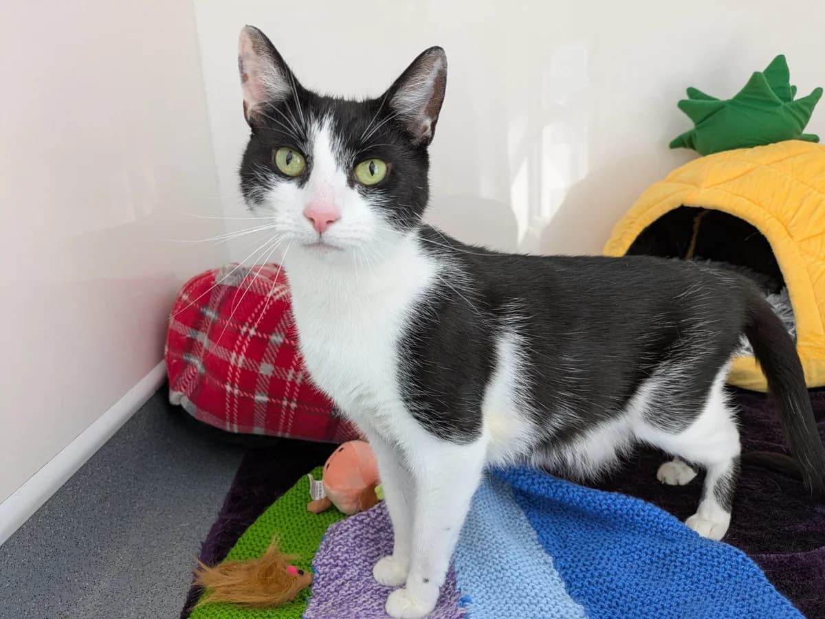Dottie, female young Mixed Breed for adoption at Freshfields Animal Rescue, Liverpool