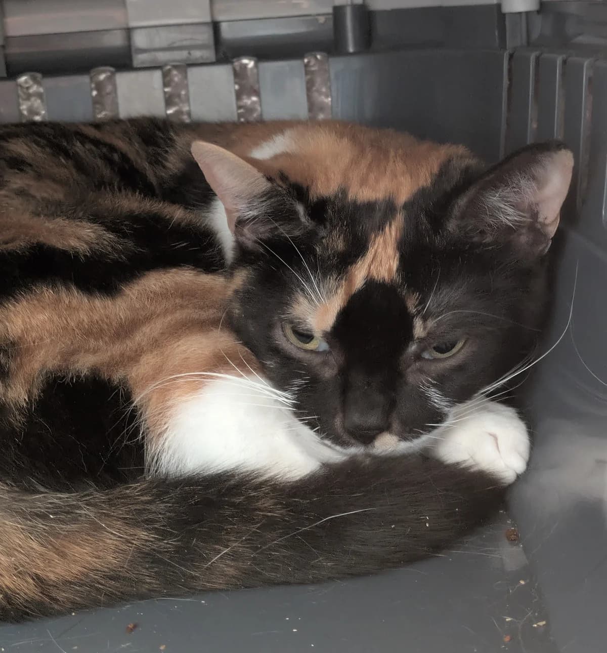 Emily, female 3yo Mixed Breed for adoption at Freshfields Animal Rescue, Liverpool