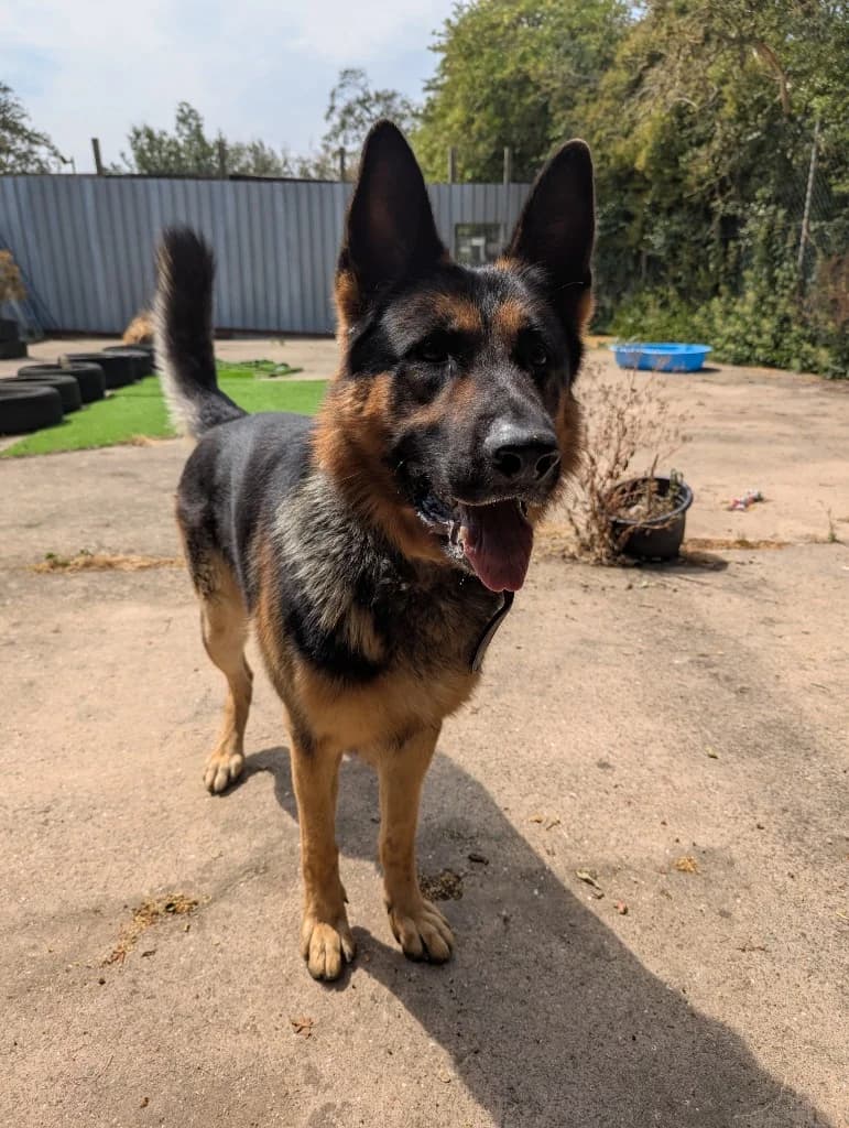 Frank, male 4yo Mixed Breed for adoption at Freshfields Animal Rescue, Liverpool