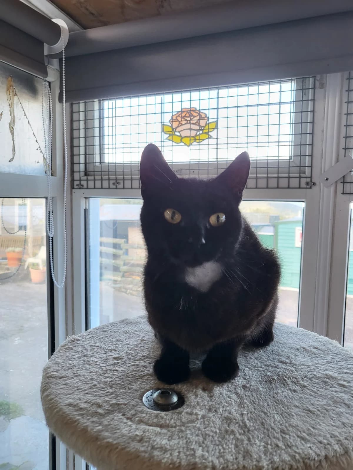 Grace, female young Mixed Breed for adoption at Freshfields Animal Rescue, Liverpool