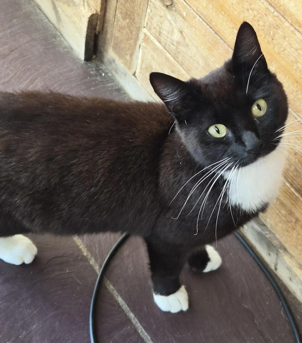 Harmony, female young Mixed Breed for adoption at Freshfields Animal Rescue, Liverpool