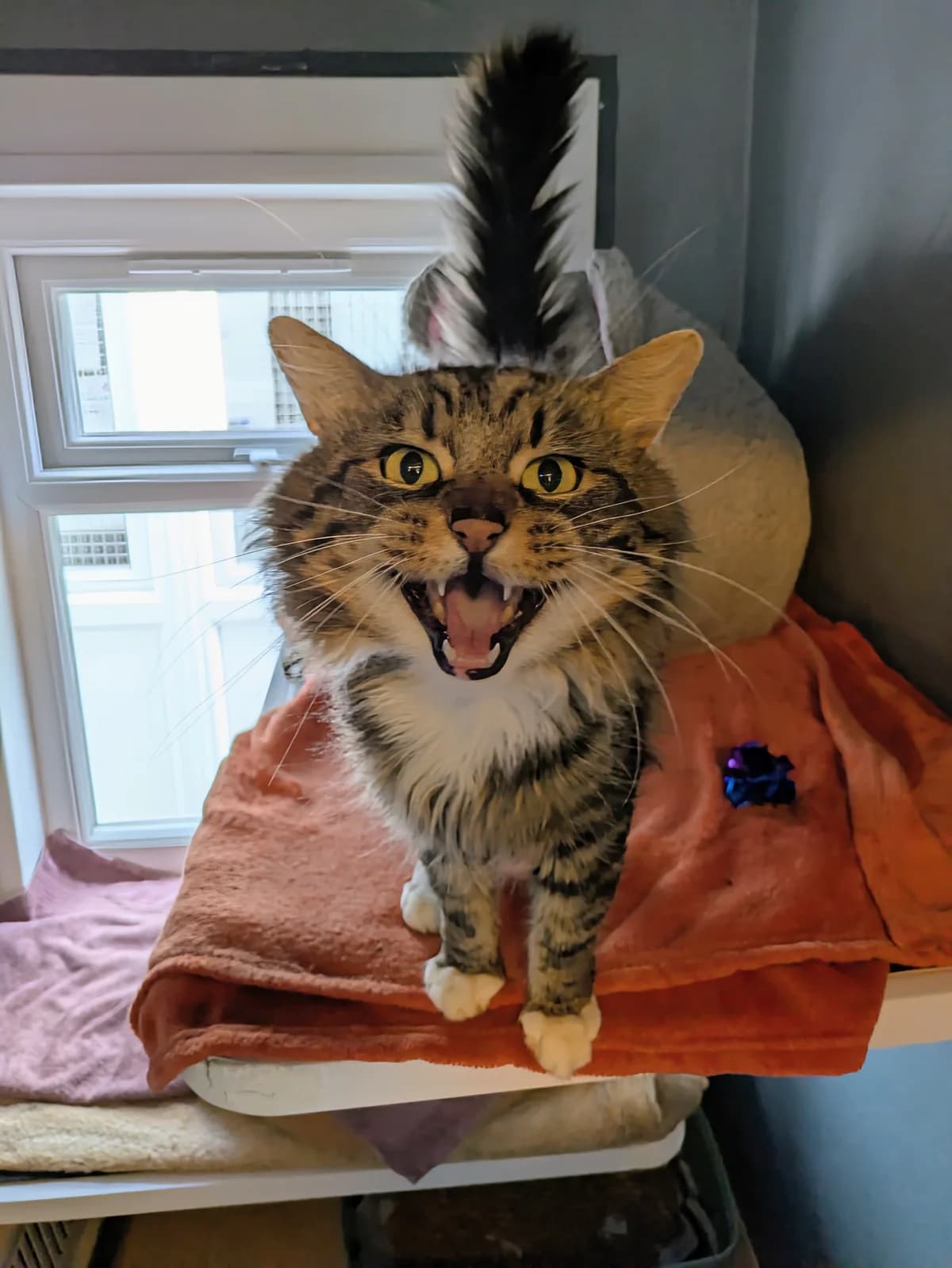 Hector, male Mixed Breed for adoption at Freshfields Animal Rescue, Liverpool