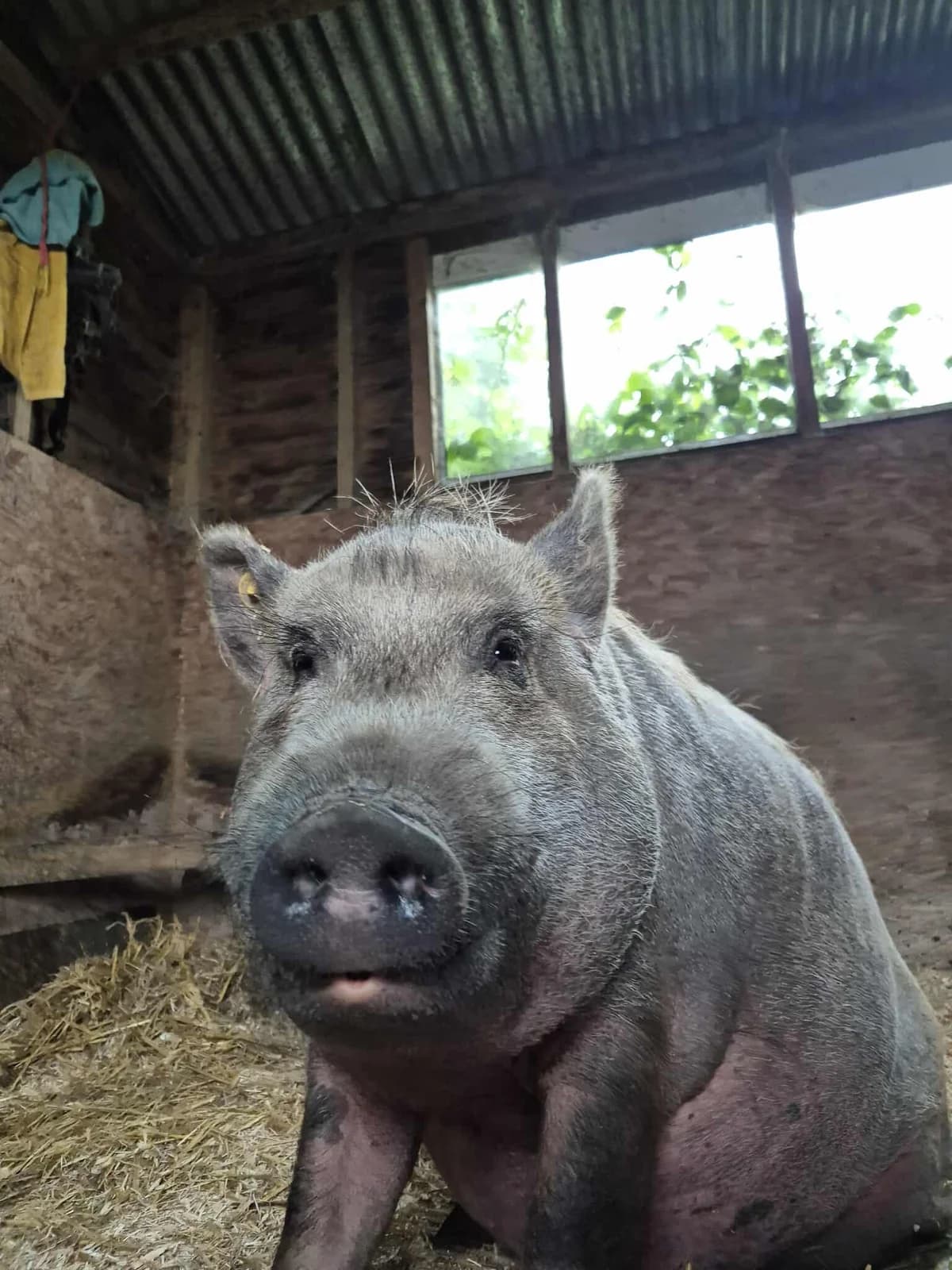 Hippo, male 4yo English Bulldog for adoption at Freshfields Animal Rescue, Liverpool
