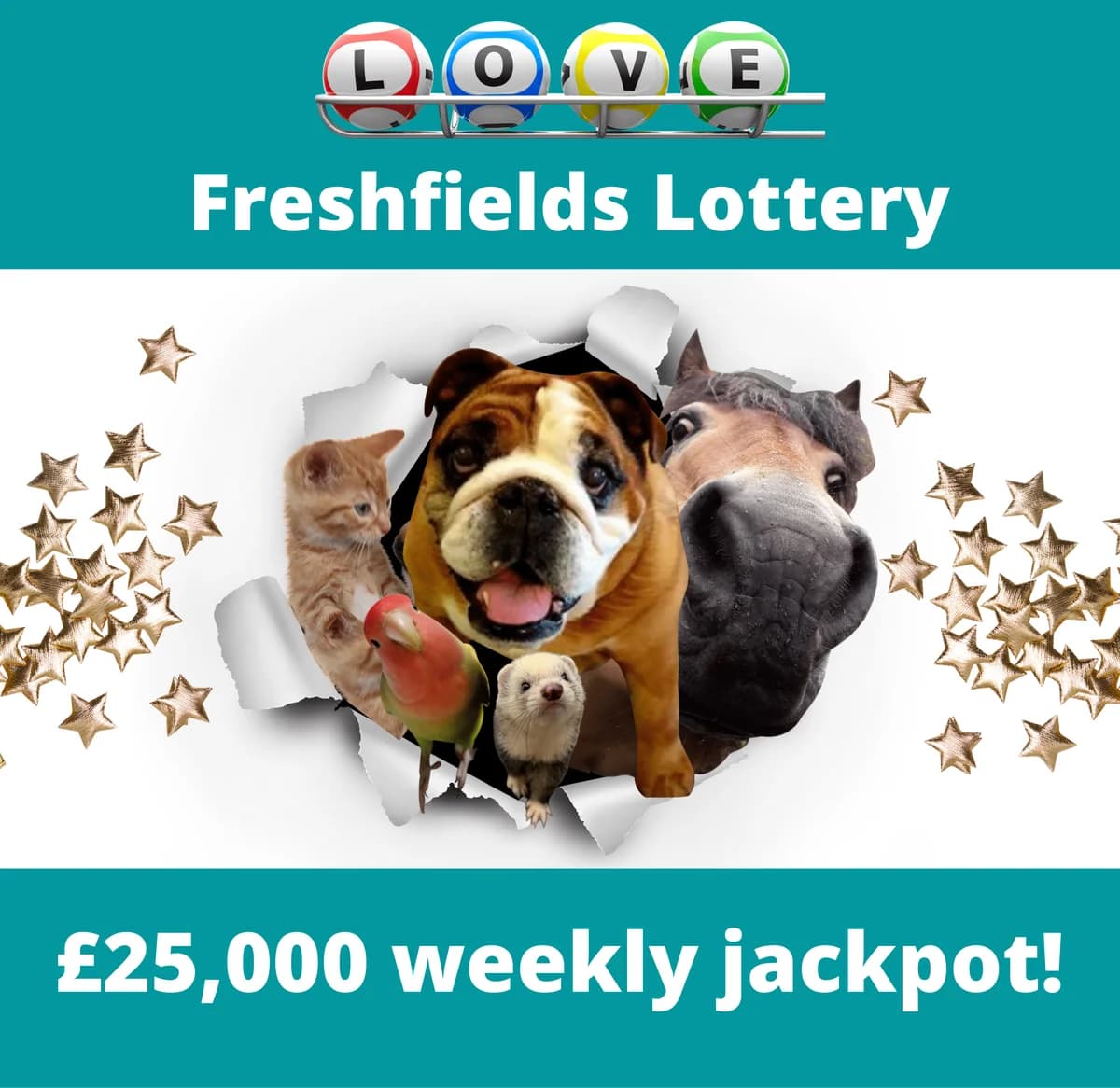 Honey & Noodle, female Mixed Breed for adoption at Freshfields Animal Rescue, Liverpool photo 5