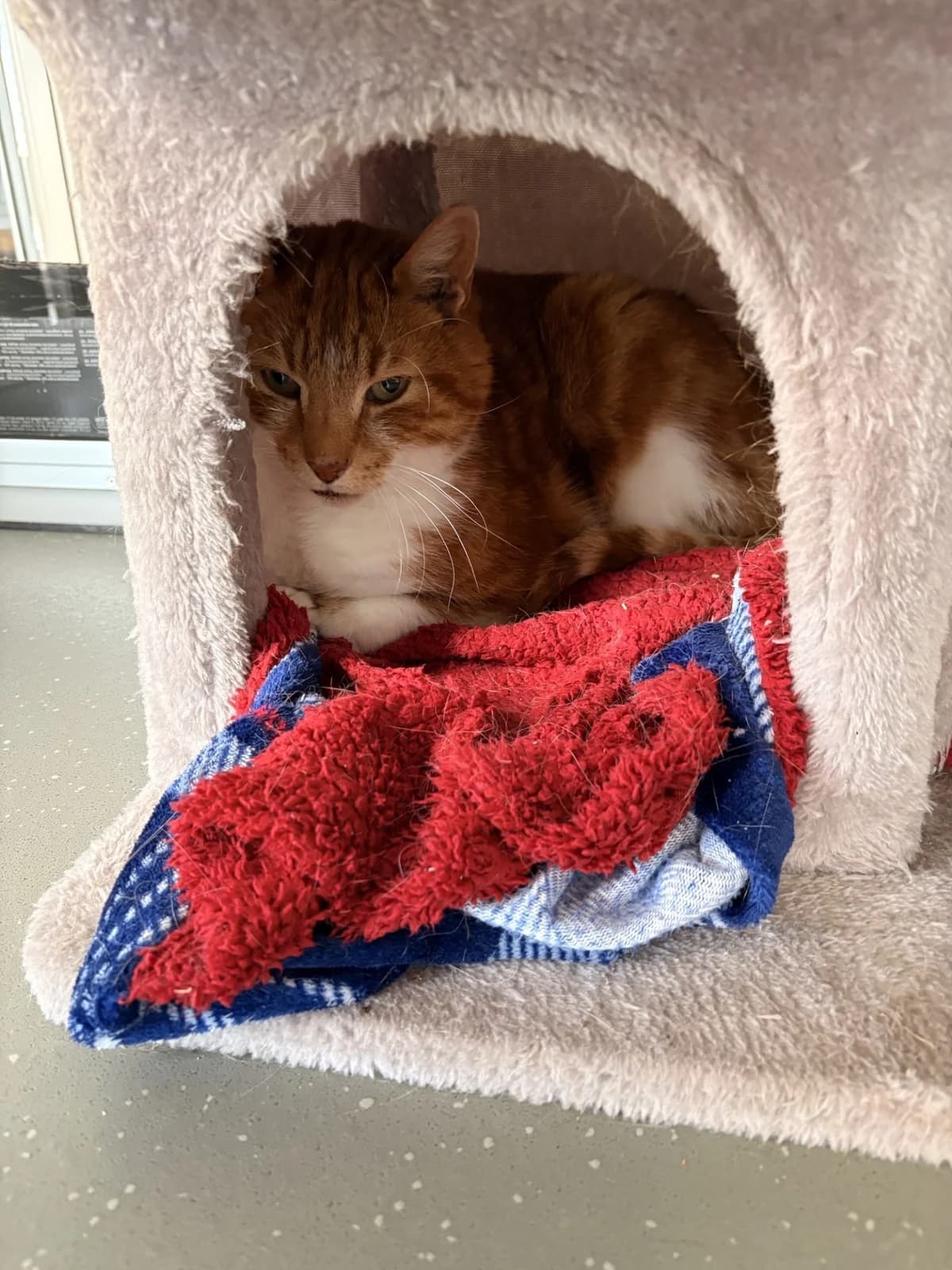 Jasper, male senior Mixed Breed for adoption at Freshfields Animal Rescue, Liverpool