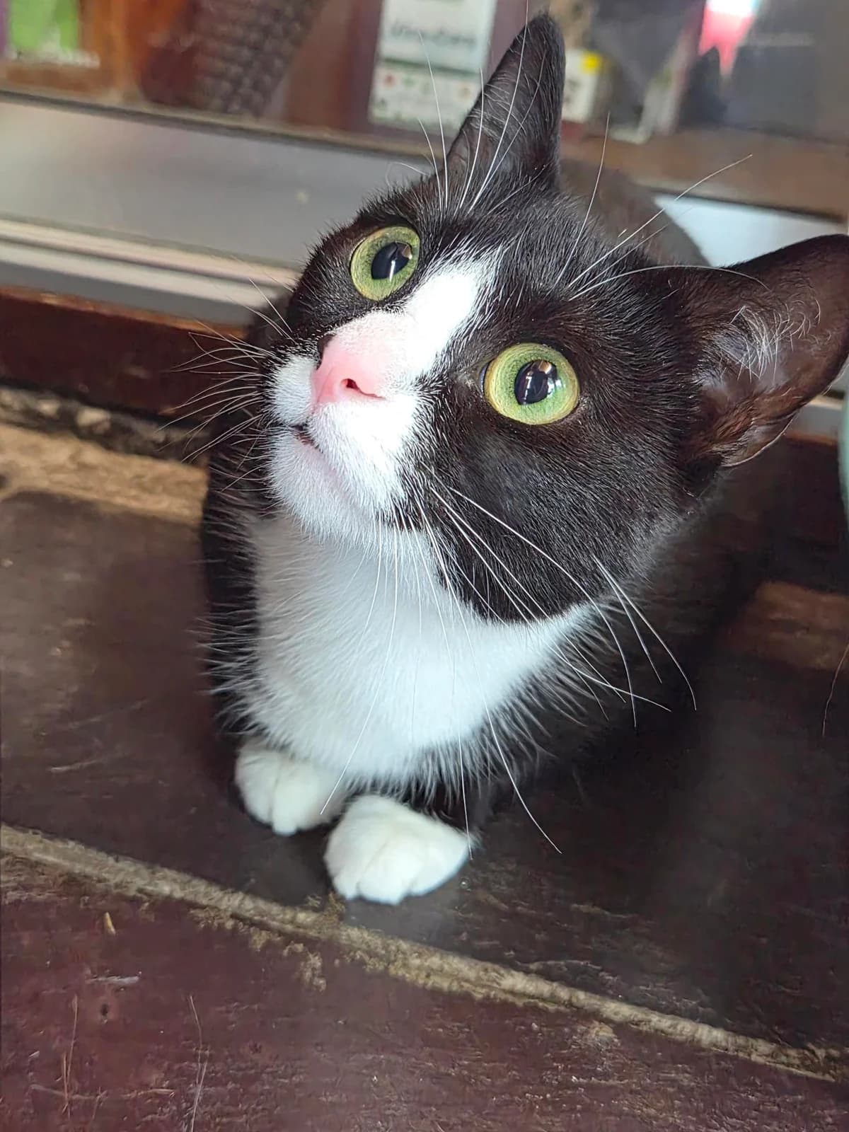 Jemima, female young Mixed Breed for adoption at Freshfields Animal Rescue, Liverpool