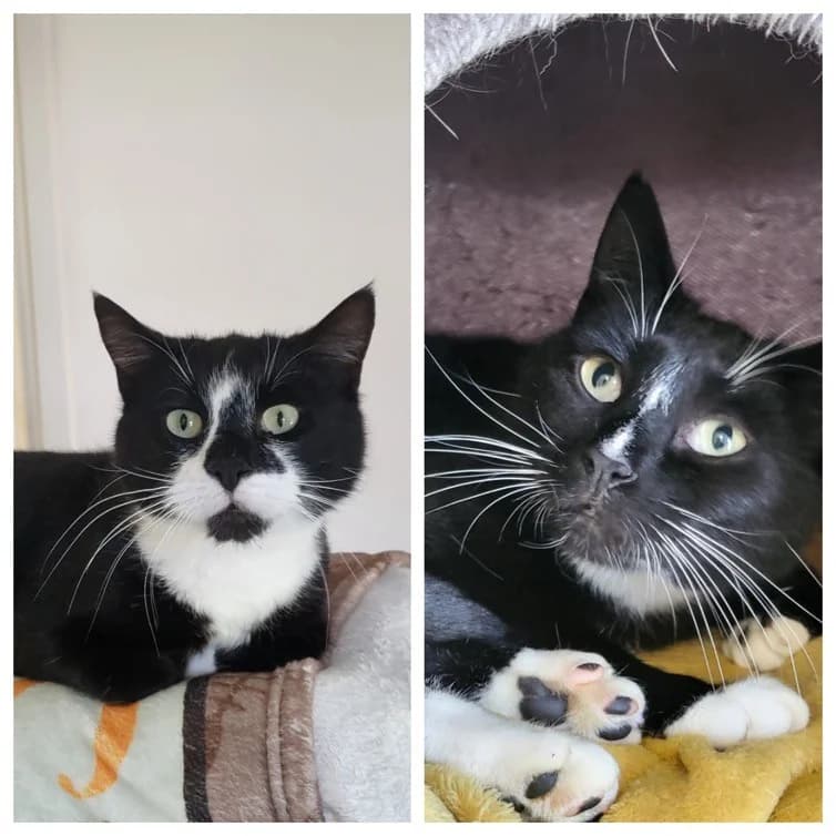 Jim & Rita, female 4yo Mixed Breed for adoption at Freshfields Animal Rescue, Liverpool