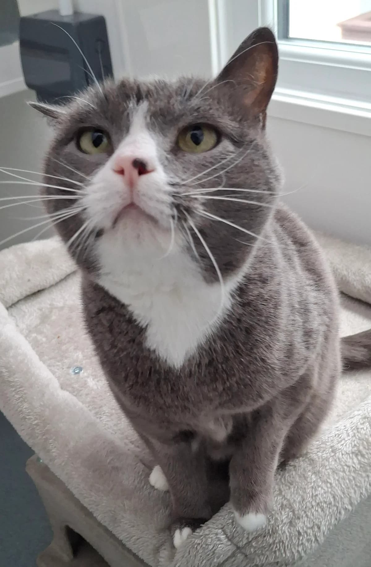 Katya, female 6yo Mixed Breed for adoption at Freshfields Animal Rescue, Liverpool