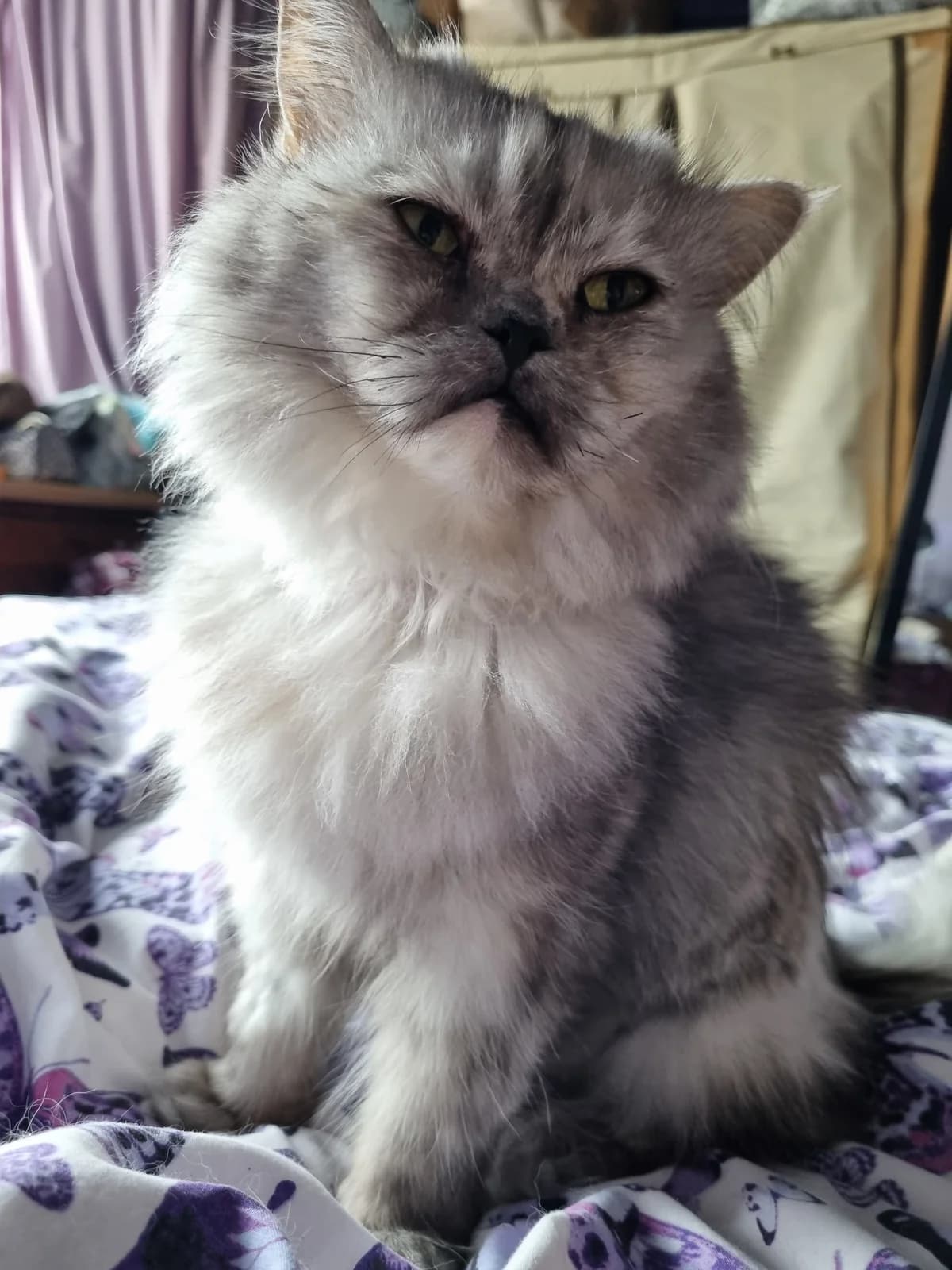 Kiki (Kiara), female 5yo Persian for adoption at Freshfields Animal Rescue, Liverpool