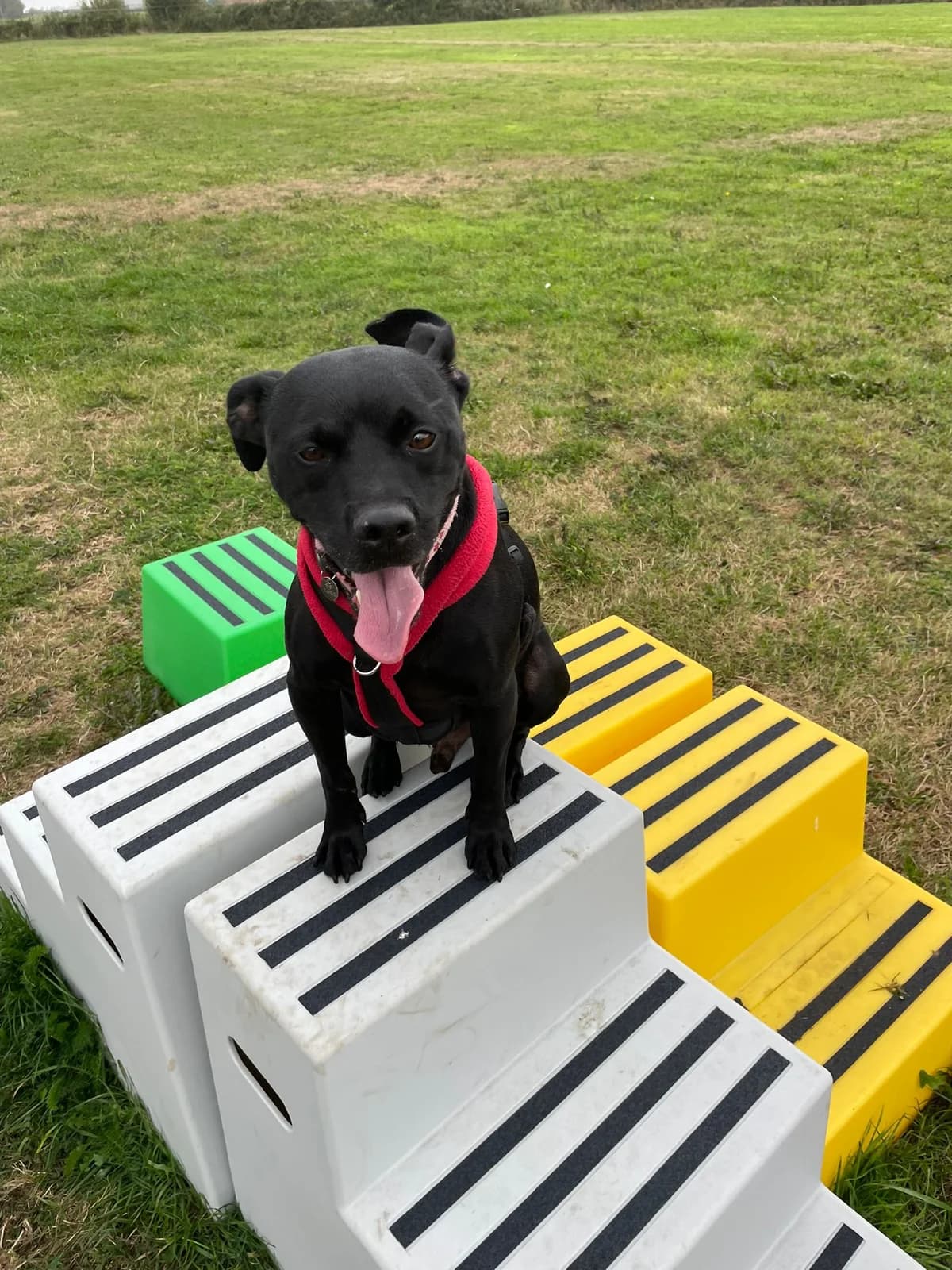 Kobie, male senior Mixed Breed for adoption at Freshfields Animal Rescue, Liverpool