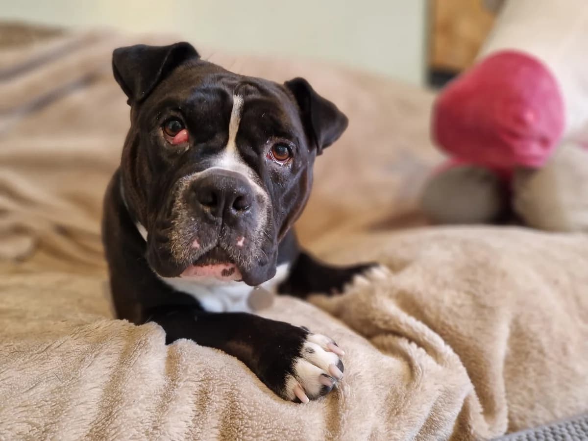 Koko, female Mixed Breed for adoption at Freshfields Animal Rescue, Liverpool photo 2