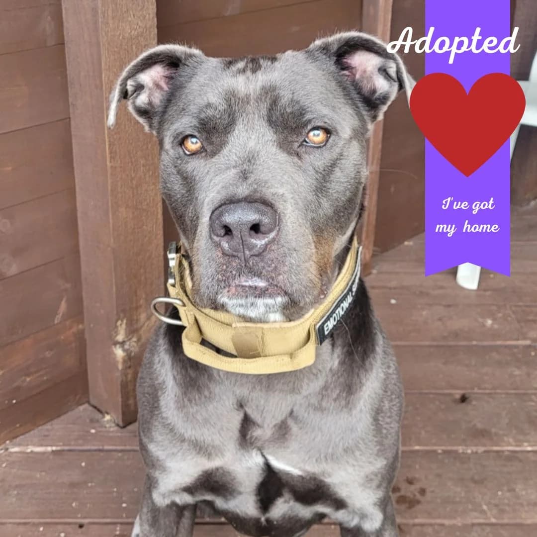 Lionel, male 3yo Mixed Breed for adoption at Freshfields Animal Rescue, Liverpool