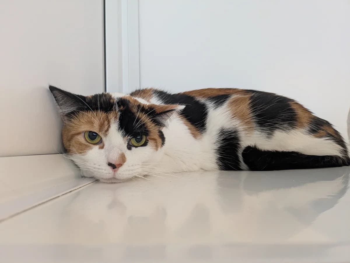 Little Mix, female 3yo Mixed Breed for adoption at Freshfields Animal Rescue, Liverpool