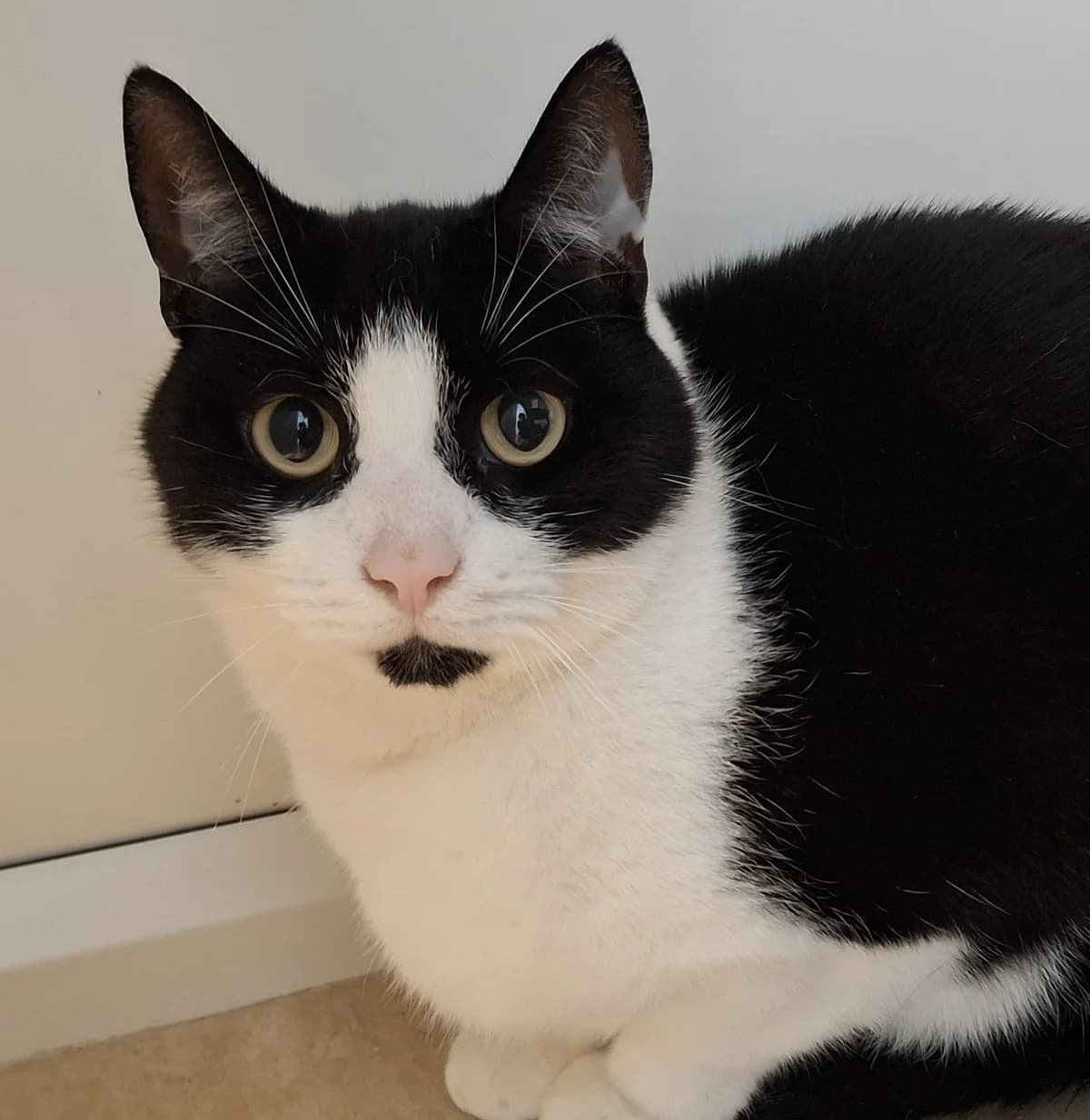 Louie, male 5yo Mixed Breed for adoption at Freshfields Animal Rescue, Liverpool