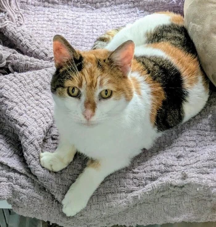 Lulu, female senior Mixed Breed for adoption at Freshfields Animal Rescue, Liverpool