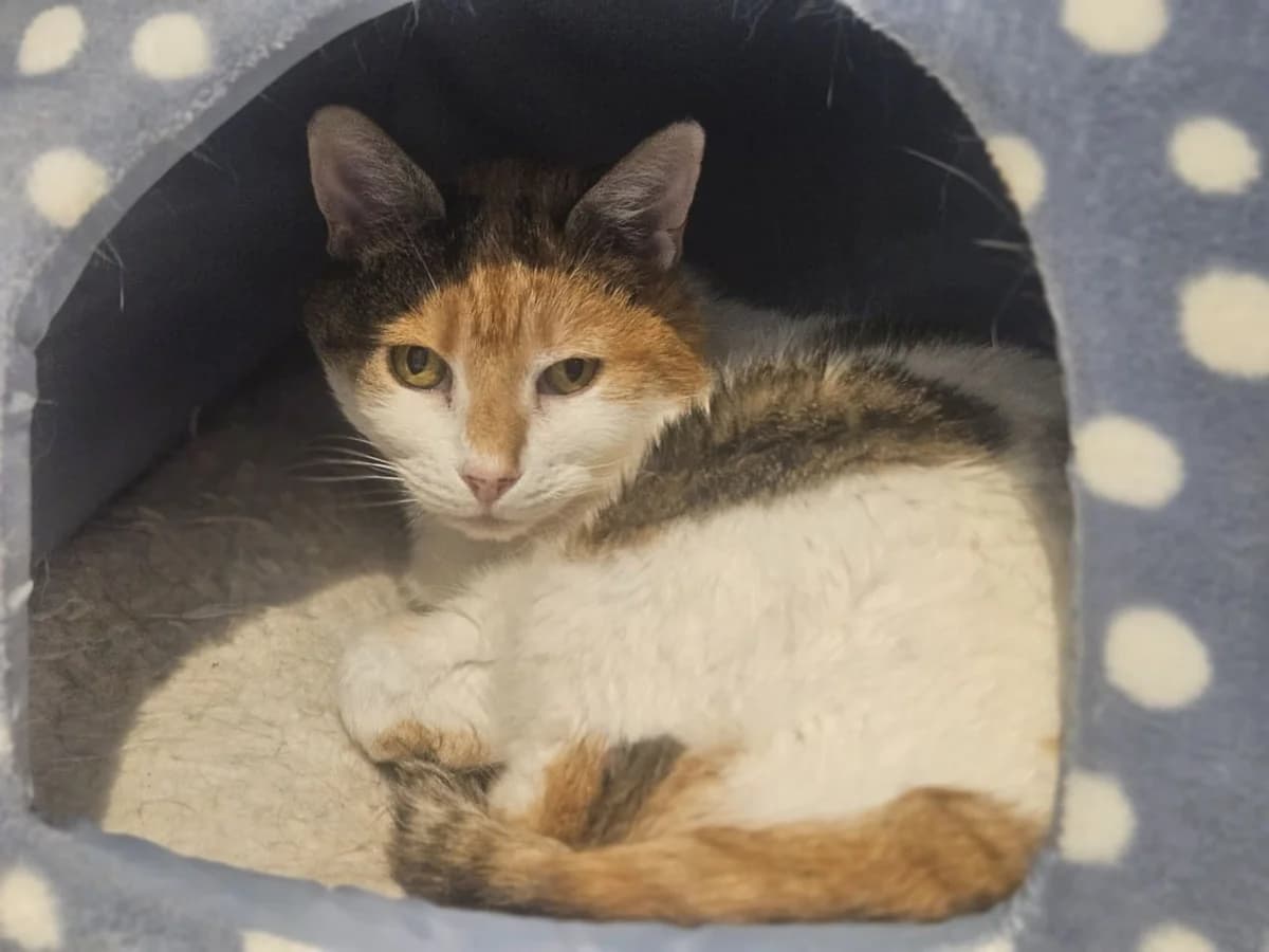 Lulu, female Mixed Breed for adoption at Freshfields Animal Rescue, Liverpool photo 2