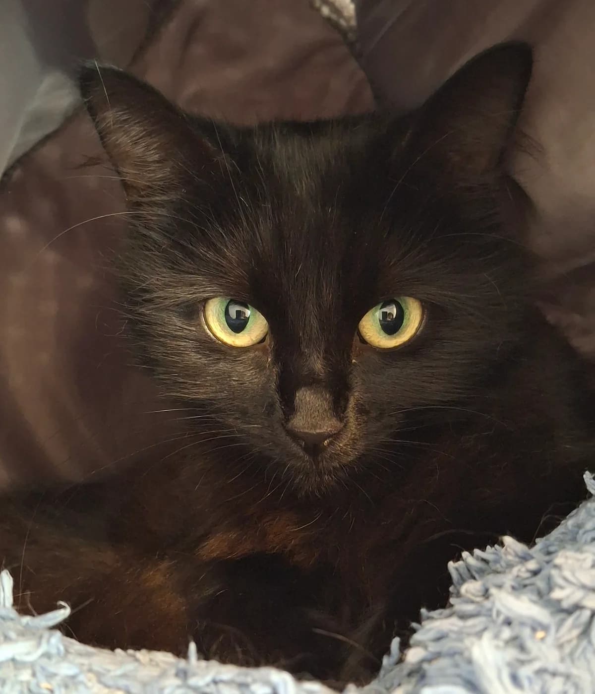 Mabon, female young Mixed Breed for adoption at Freshfields Animal Rescue, Liverpool