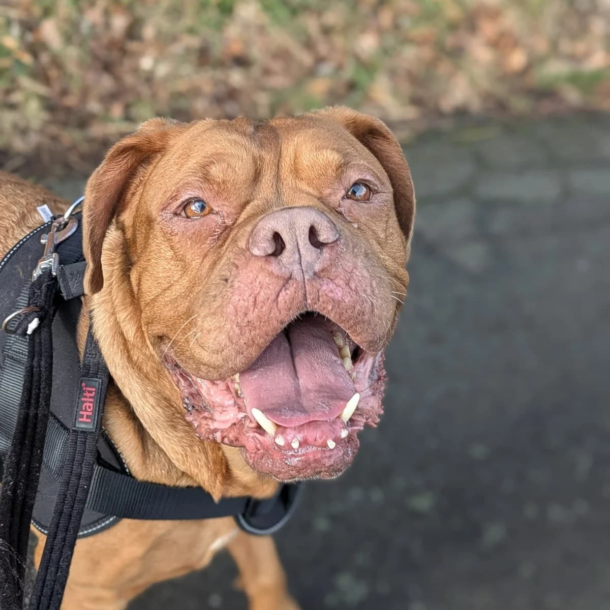 Madge, female Mixed Breed for adoption at Freshfields Animal Rescue, Liverpool photo 2