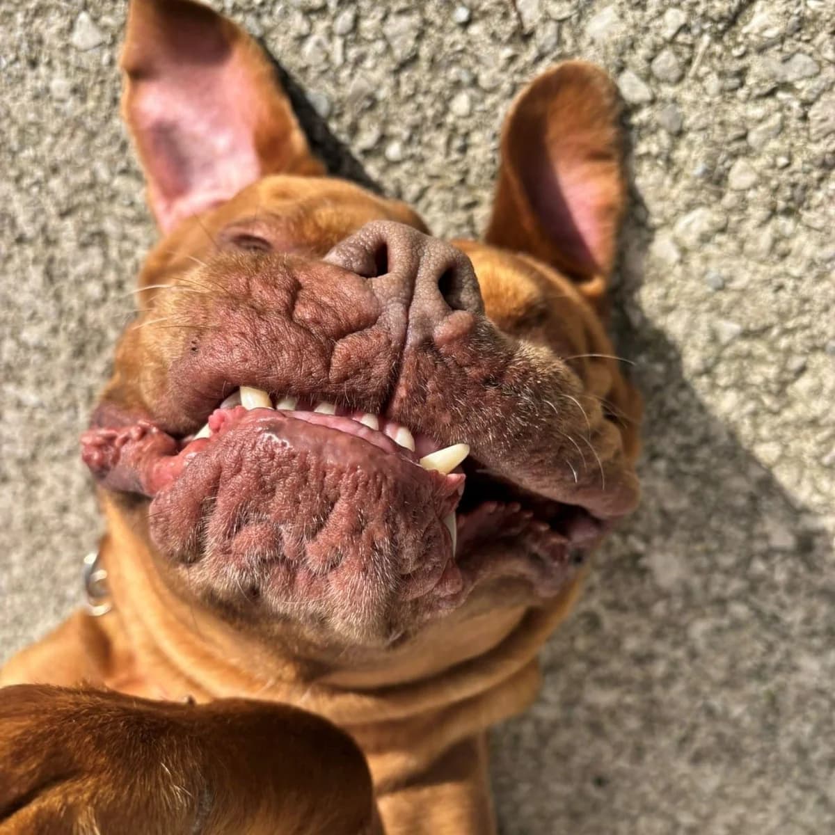 Madge, female Mixed Breed for adoption at Freshfields Animal Rescue, Liverpool photo 5