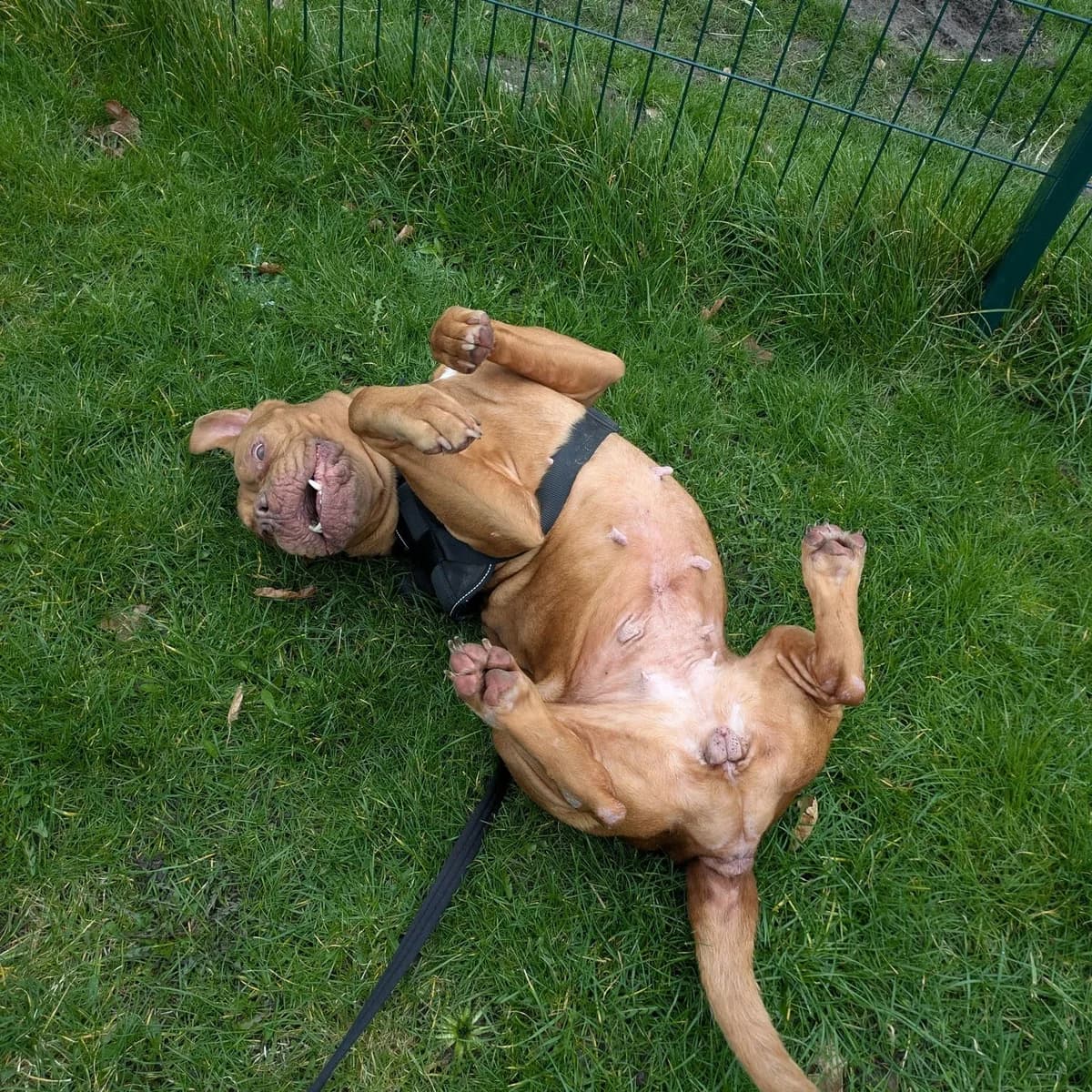 Madge, female Mixed Breed for adoption at Freshfields Animal Rescue, Liverpool photo 7