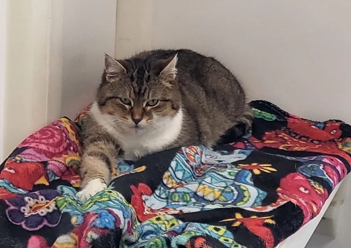 Marmalade, female Mixed Breed for adoption at Freshfields Animal Rescue, Liverpool photo 2