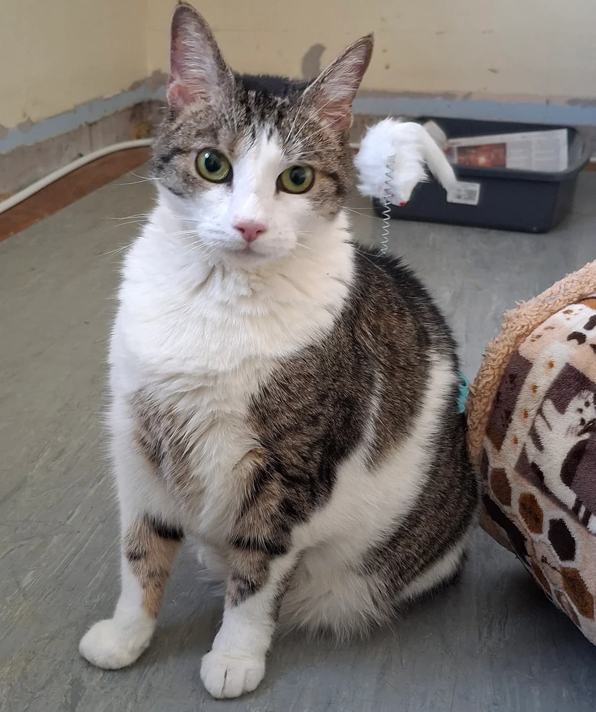 Millie, female senior Mixed Breed for adoption at Freshfields Animal Rescue, Liverpool